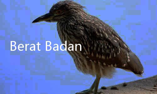 Berat Badan Anak Naik Tiba